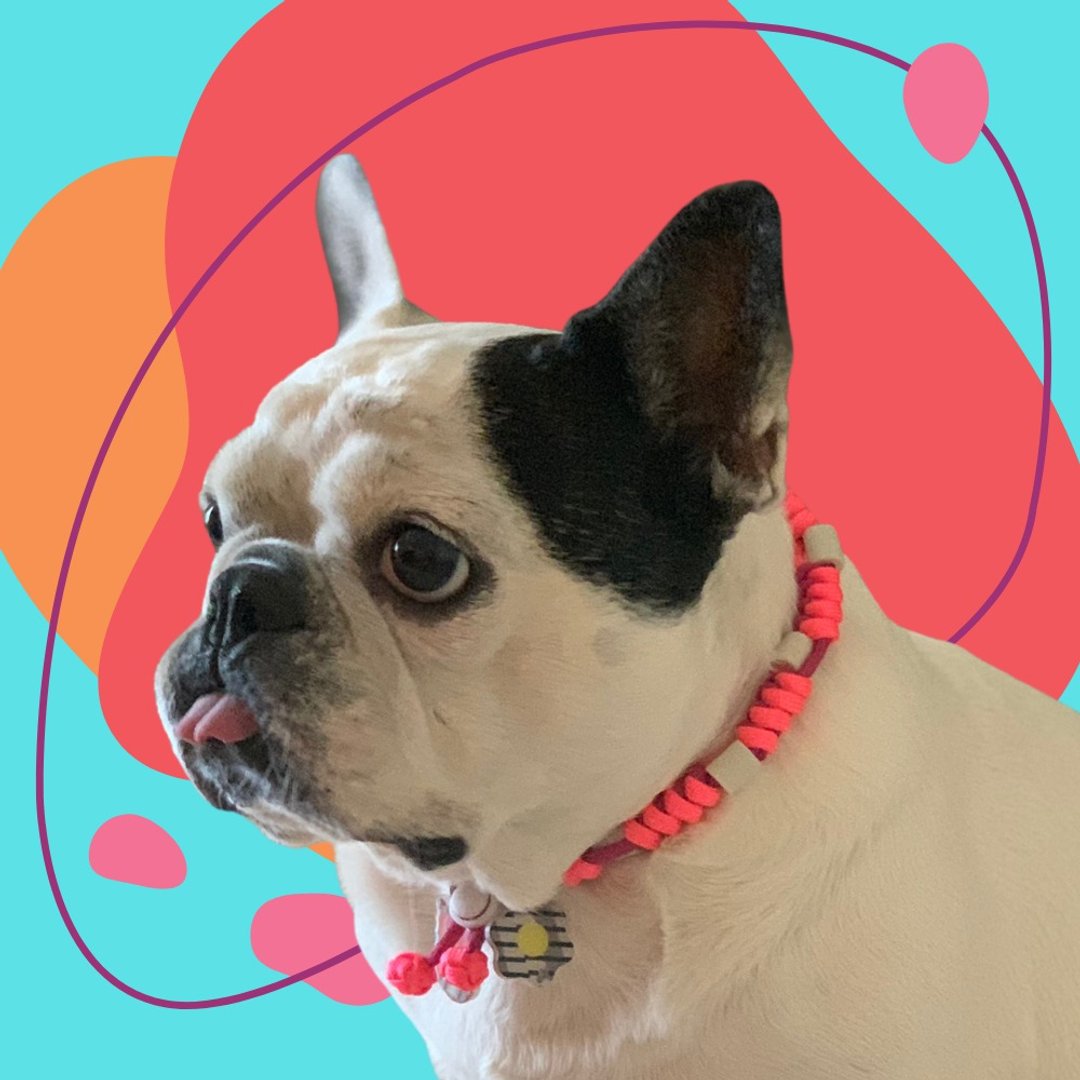 Indie Tick Repellent Necklace Tag - 项圈/牵绳 - 防水材质 多色