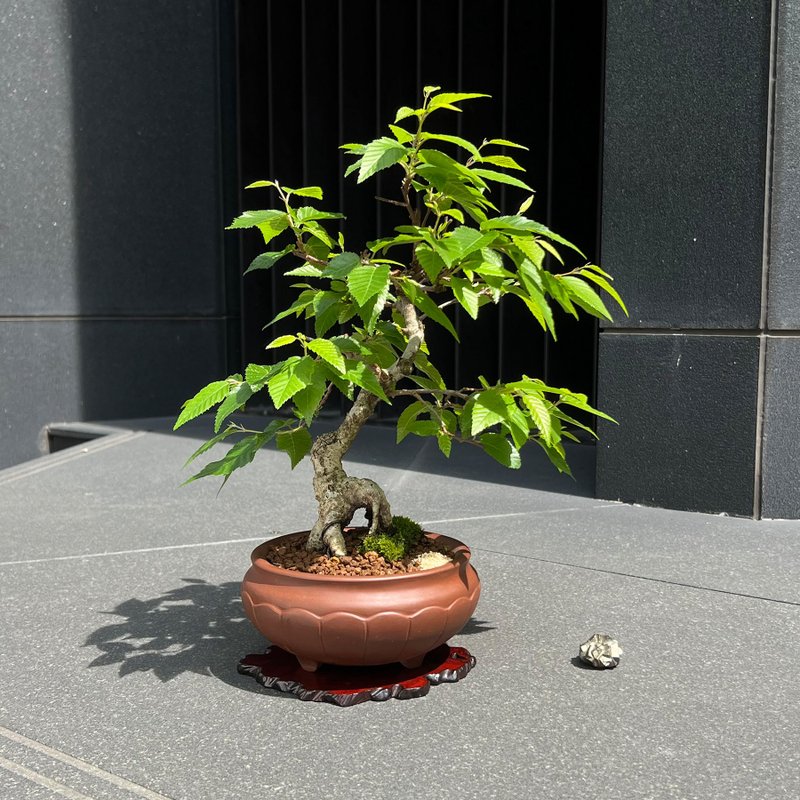 日本岩四手∣中品盆景 - 植栽/盆栽 - 陶 