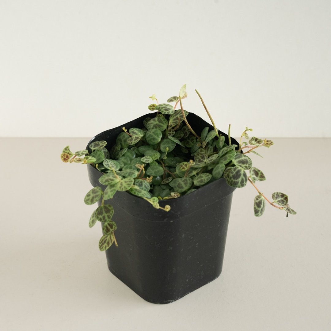 Turtles 海龟串椒草 - 植栽/盆栽 - 植物．花 