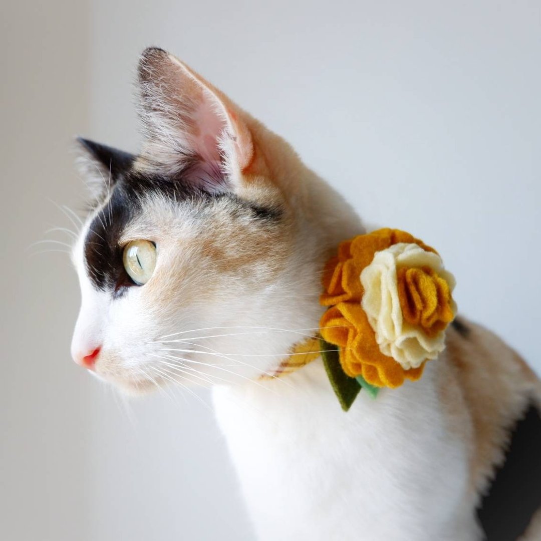 : BELLA MALA : Navy blue Anchan breakaway cat collar  - 项圈/牵绳 - 棉 橘色