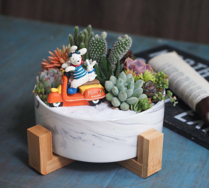 疗愈系列  |  来去沙漠花园兜兜风  多肉植物盆栽 - 植栽/盆栽 - 瓷 