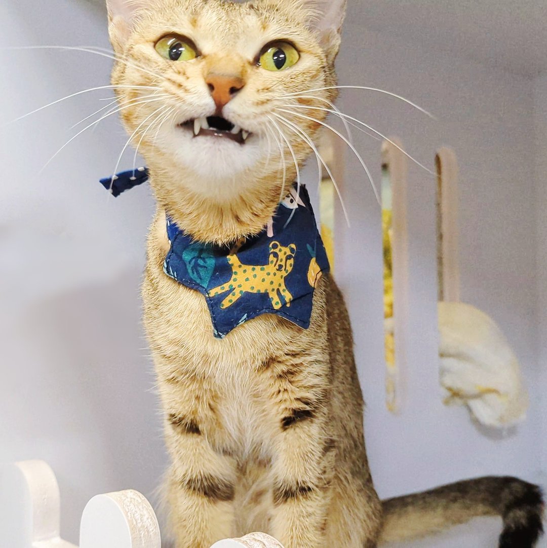 双面可用 石虎 花豹 柠檬 宠物领巾 宠物围兜 猫咪 狗狗 猫狗领巾 - 项圈/牵绳 - 棉 黄色