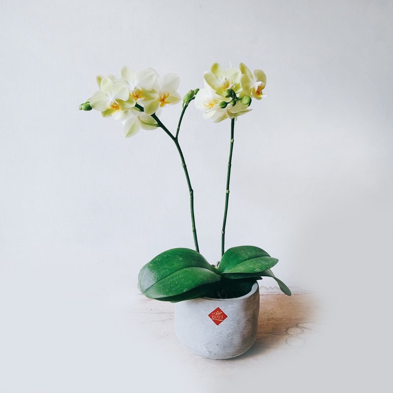 绿精灵 兰花 - 植栽/盆栽 - 植物．花 