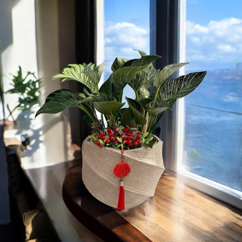 铂金蔓绿绒盆栽 质感超好室内绿植 居家净化空气 开幕新居升官乔 - 植栽/盆栽 - 竹 