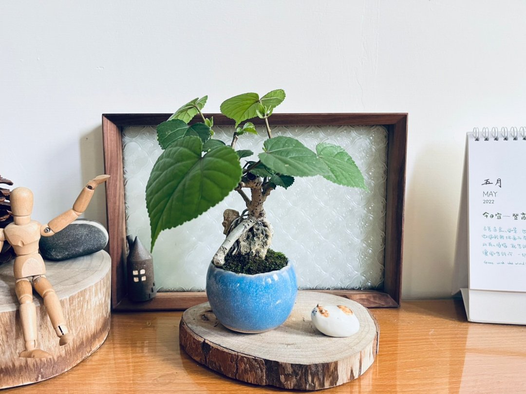 黄槿 l 日本盆钵 小品盆栽 苔盆栽 室内植栽 礼物 - 植栽/盆栽 - 陶 