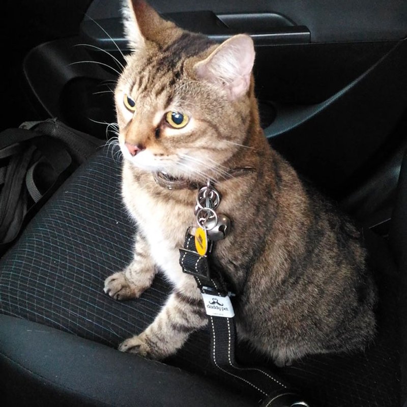 毛孩必备 宠物车用安全带 - 共7款 - 项圈/牵绳 - 聚酯纤维 