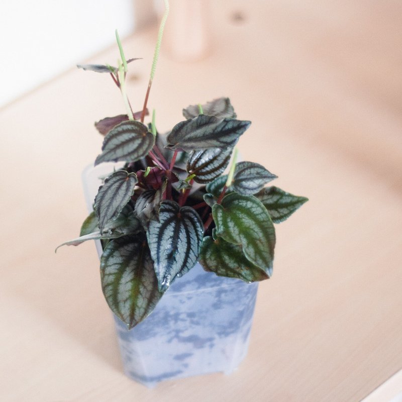 兔耳椒草 | 耐阴植栽 | 居家布置 | 办公室盆栽 - 植栽/盆栽 - 植物．花 绿色