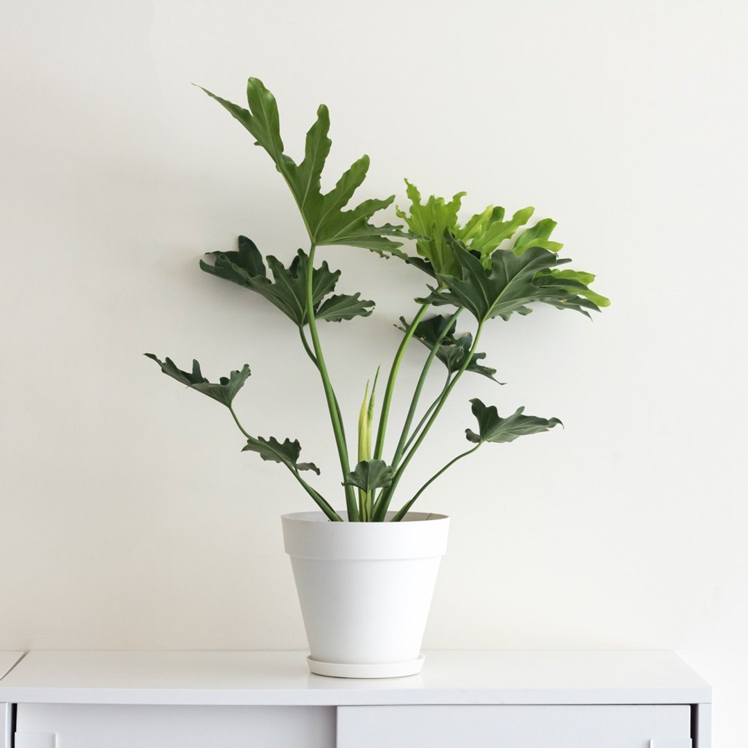 Philodendron 小天使大型室内植栽_荷兰设计极简雾面盆 - 植栽/盆栽 - 植物．花 
