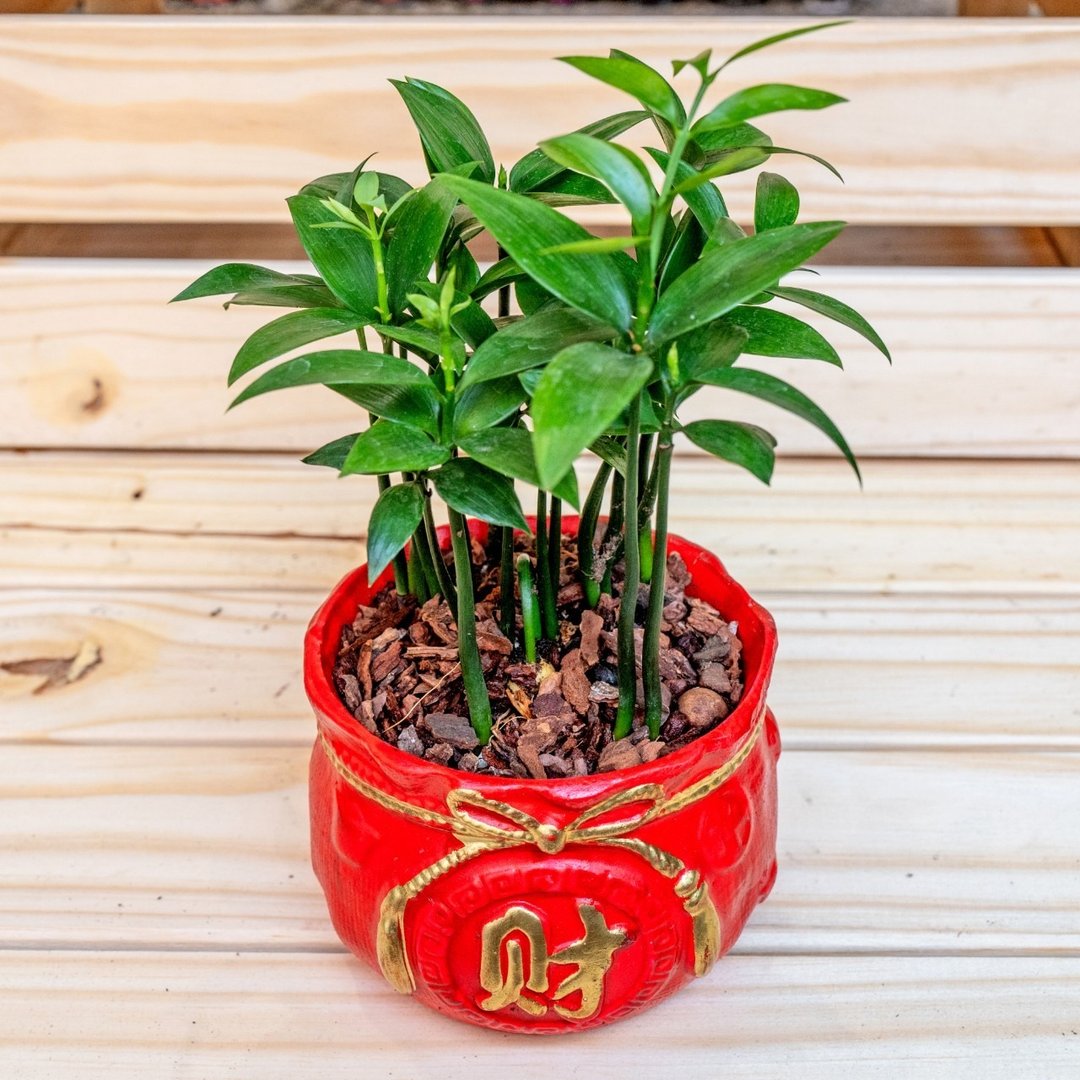 竹柏聚宝盆 桌上型室内植物推荐 室内植物 观叶植物  礼物 - 植栽/盆栽 - 植物．花 