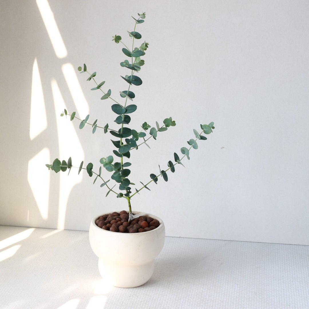 植栽 盆栽 l 蓝冰尤加利(中盆)  独特树型姿态 室内植物 开幕盆栽 - 植栽/盆栽 - 陶 
