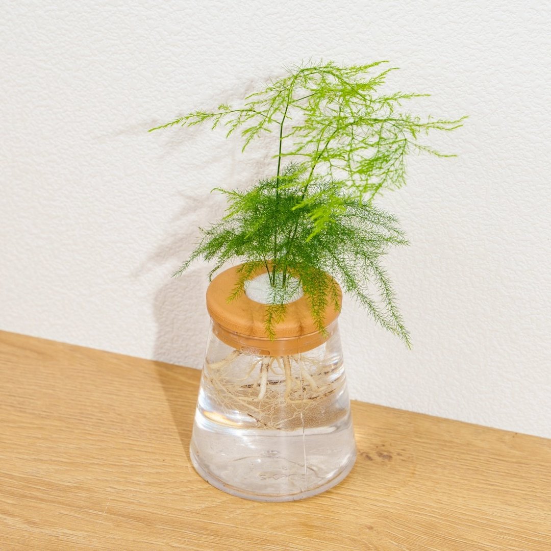 文竹 三角水耕盆栽 室内植物 观叶植物 礼物 水培 - 植栽/盆栽 - 植物．花 透明
