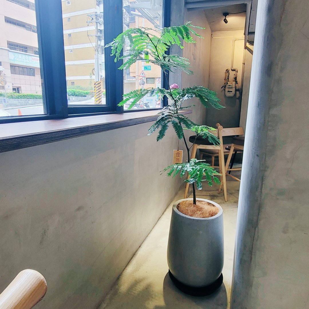 开幕送礼首选-小豆树 - 植栽/盆栽 - 植物．花 