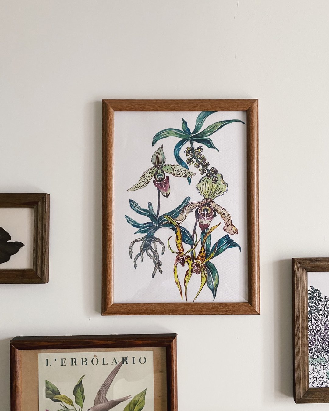 仙履兰植物插画 A4 print 海报 不含框 可加购棉质束口袋 - 海报/装饰画/版画 - 纸 紫色