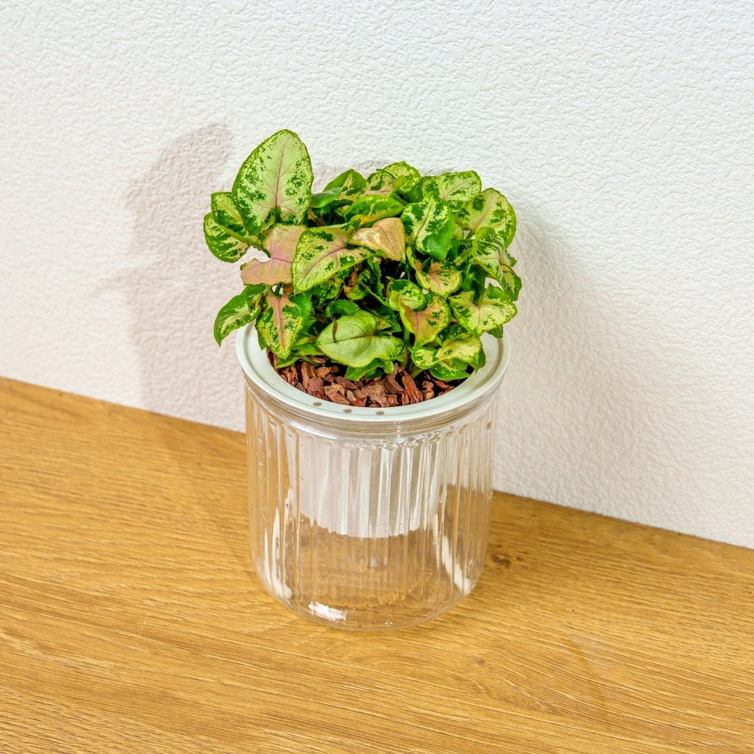 圣诞合果芋 免浇水盆栽 室内植物 观叶植物 礼物 盆栽 办公室小物 - 植栽/盆栽 - 陶 透明