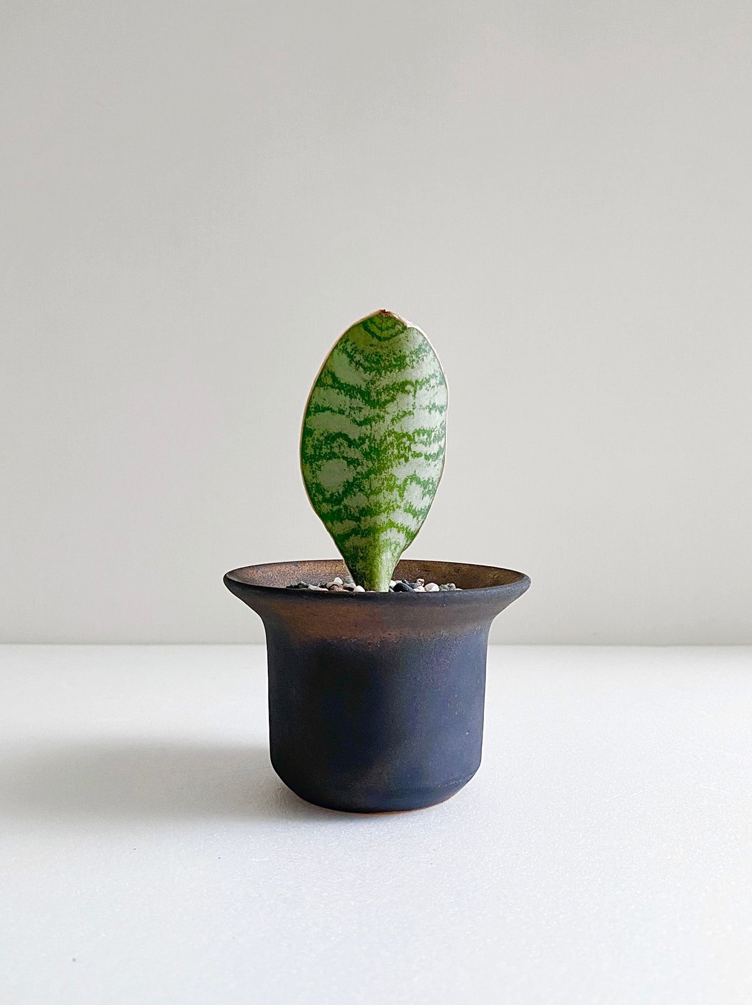 宝扇虎尾兰与黑金宽口矮胖盆 - 植栽/盆栽 - 陶 黑色