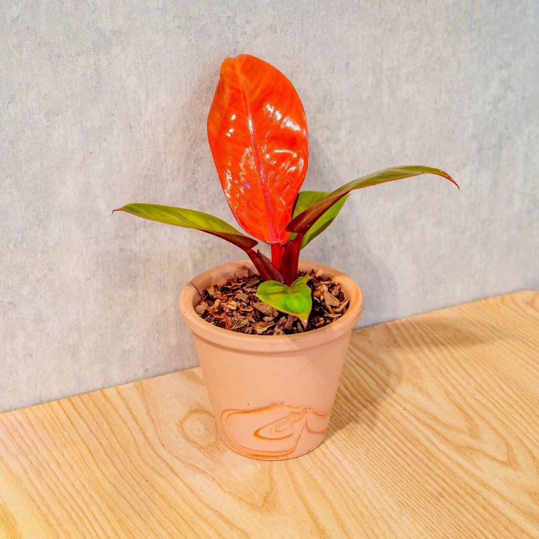 红帝王蔓绿绒橘色陶盆 桌上盆栽 室内植物 礼物 - 植栽/盆栽 - 陶 橘色