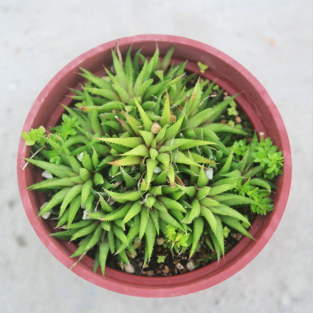 【豆豆多肉】【小人之座】乔迁│送礼│升迁│多肉植物 - 植栽/盆栽 - 植物．花 多色