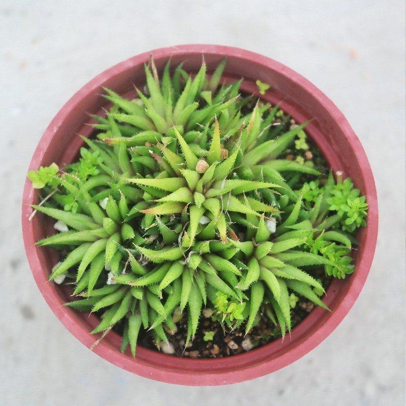 【豆豆多肉】【小人之座】乔迁│送礼│升迁│多肉植物 - 植栽/盆栽 - 植物．花 多色