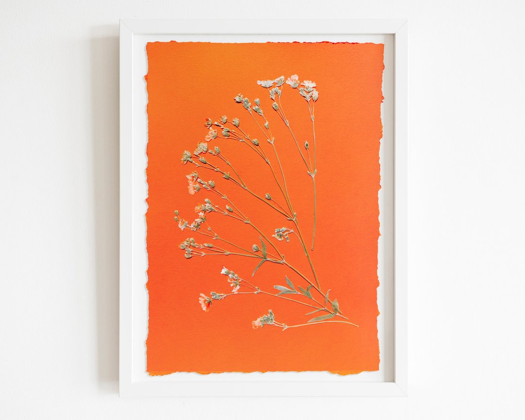 野花绿色橙色墙壁艺术压花艺术植物标本室 - 海报/装饰画/版画 - 纸 橘色