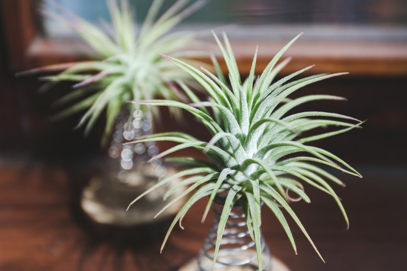 【喜悦跳跳】 空气凤梨 植物 装饰 | 莳光 - 植栽/盆栽 - 植物．花 