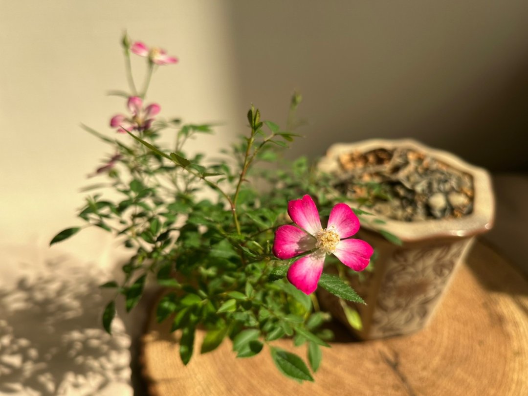 日本屋久岛姬玫瑰 l 裸根系列 中品盆栽 室内植栽 礼物 - 植栽/盆栽 - 植物．花 