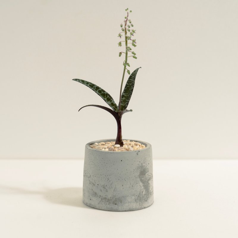 油点百合│泥作系列│福所栽 - 植栽/盆栽 - 水泥 多色
