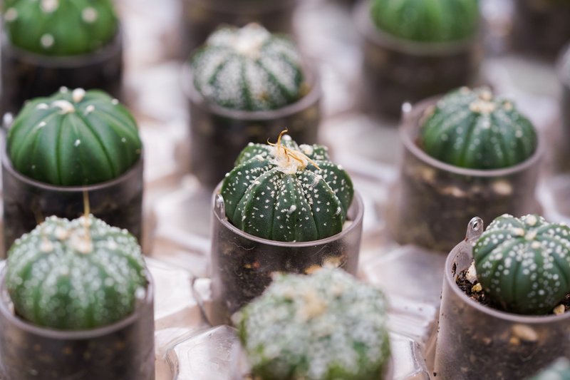 【兜】多肉  植物 不含恐龙盆栽 请分开下单  | 莳光 - 植栽/盆栽 - 植物．花 