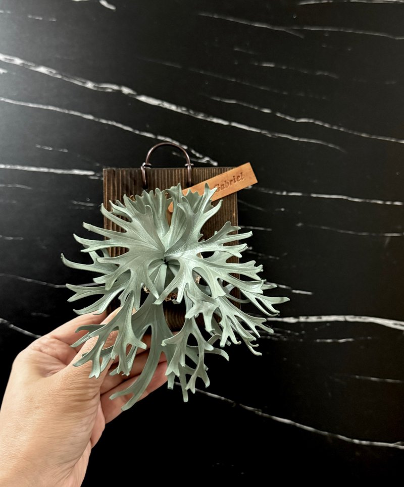 皮革制 P. Gabriel 加百列鹿角蕨_送礼/收藏 - 摆饰 - 真皮 