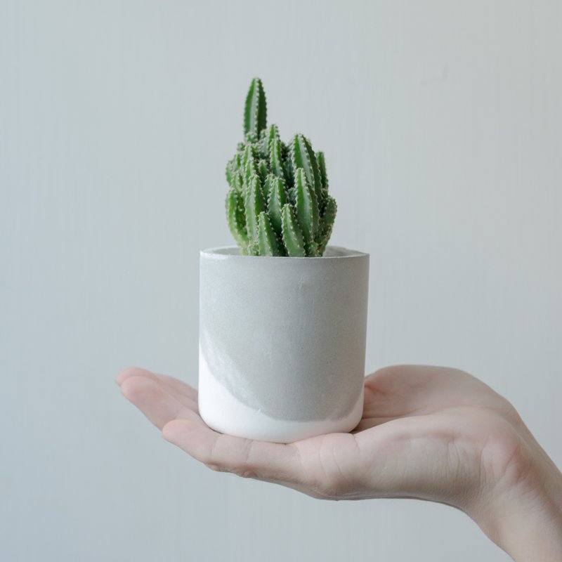 仙人掌&水泥盆器【万重山】多肉界聚宝盆 - 植栽/盆栽 - 植物．花 