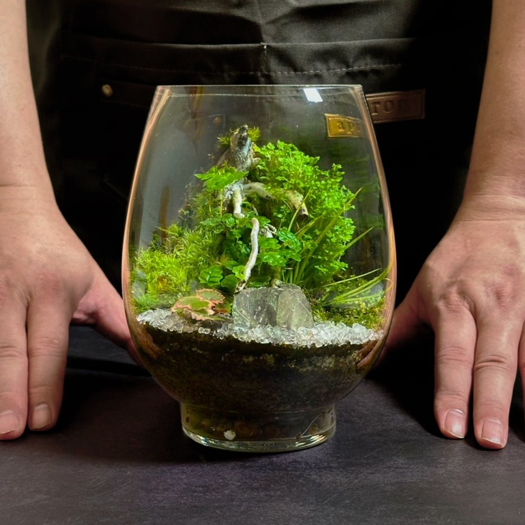 雪绿初映 / 手工定制化微景观生态盆 - 植栽/盆栽 - 植物．花 