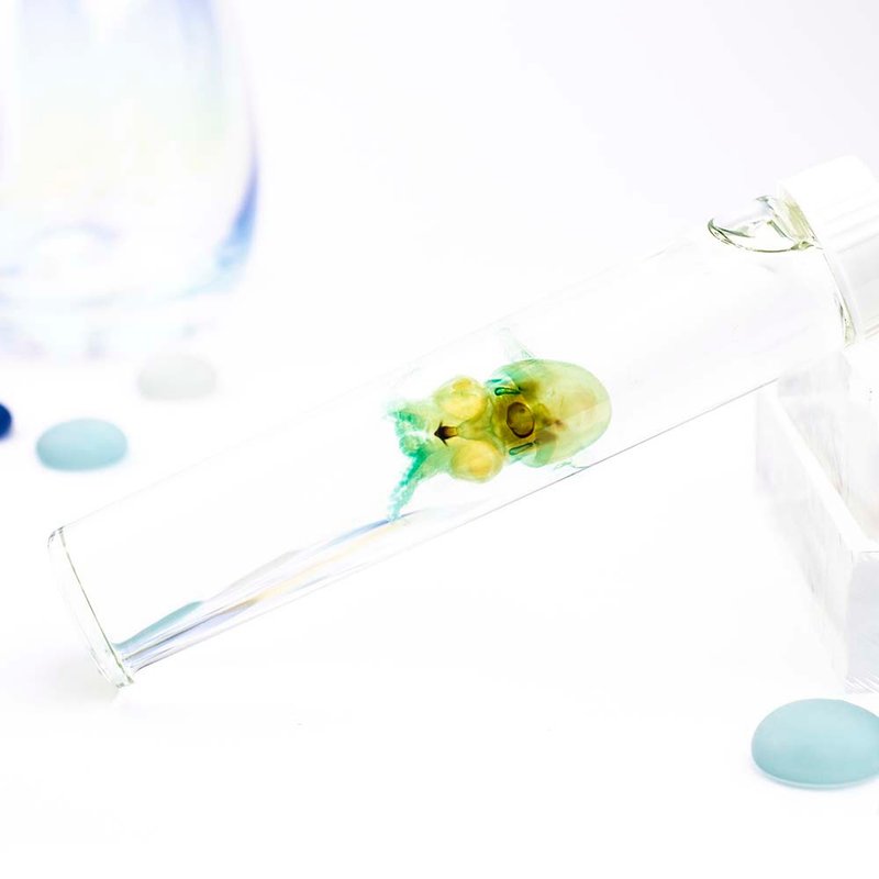 透明标本 耳乌贼 乌贼 标本 台湾海洋生物 - 摆饰 - 玻璃 绿色