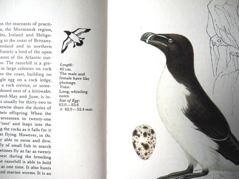 海洋&海岸 鸟类图鉴 - 刊物/书籍 - 纸 橘色