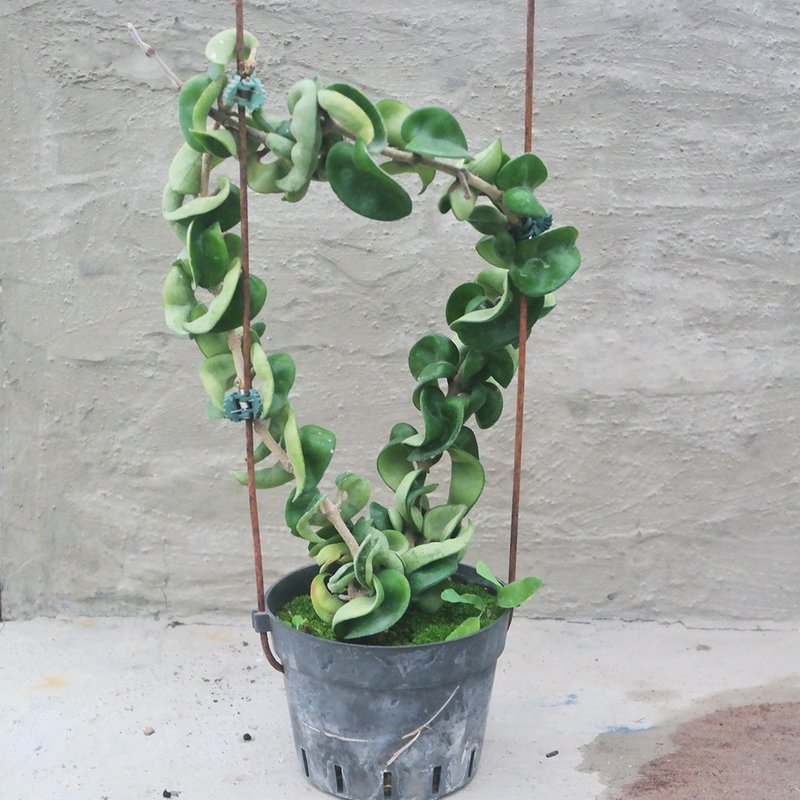 【豆豆多肉】【卷叶球兰】乔迁│送礼│升迁│多肉植物 - 植栽/盆栽 - 植物．花 多色