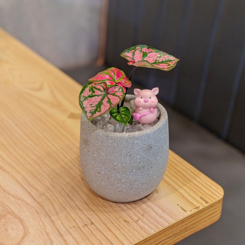 紫霞仙子彩叶芋 水泥盆栽 桌上型盆栽  办公室植栽 开幕礼 乔迁礼 - 植栽/盆栽 - 植物．花 