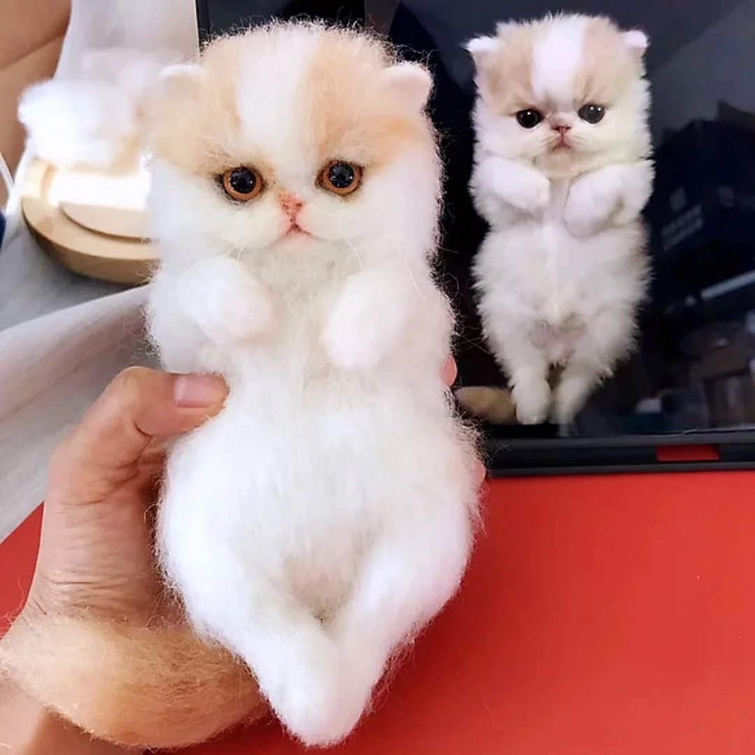 定制化礼物 逼真猫猫 羊毛毡 毛孩 宠物 娃娃 猫咪猫奴 似颜绘 #4 - 玩具 - 羊毛 多色