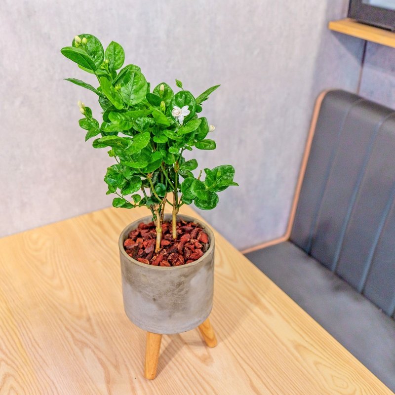 茉莉花 水泥盆栽 落地盆栽 小高木脚水泥盆栽 开幕送礼 乔迁礼物 - 植栽/盆栽 - 植物．花 