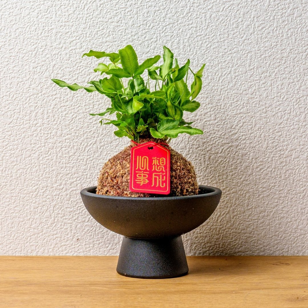 凤尾蕨苔球 苔球植物 苔玉 室内植物 办公室植物 交换礼物 - 植栽/盆栽 - 植物．花 绿色
