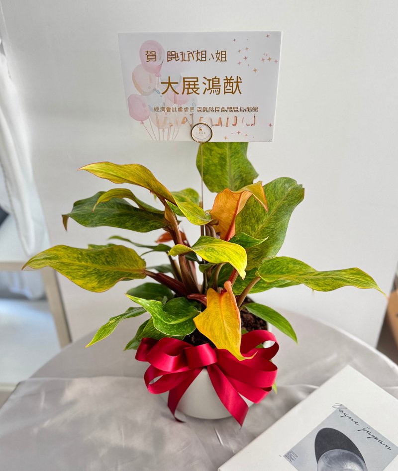 植物贺礼 盆栽 植栽 开幕 升迁 调职 - 植栽/盆栽 - 植物．花 