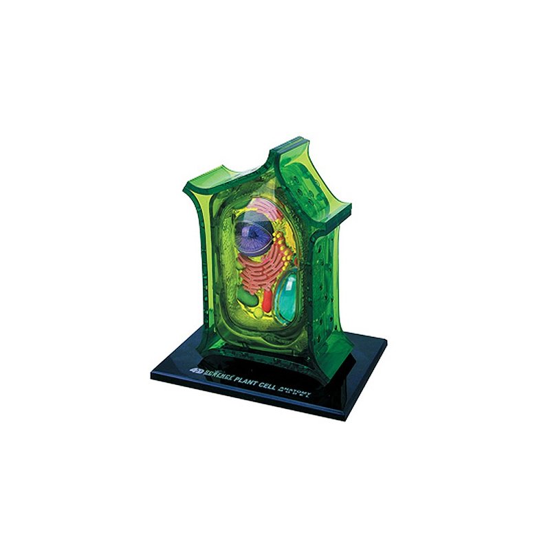 4D立体模型-植物细胞 - 玩偶/公仔 - 塑料 