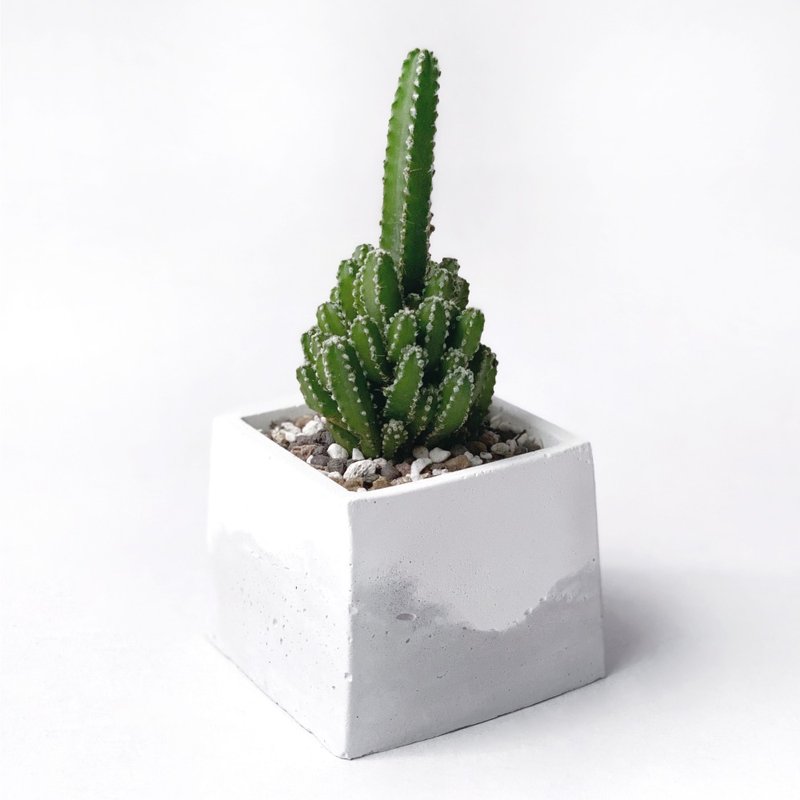 (现货) 白灰渐层系列 | 神仙堡 仙女阁 方形水泥仙人掌植栽 - 植栽/盆栽 - 植物．花 灰色