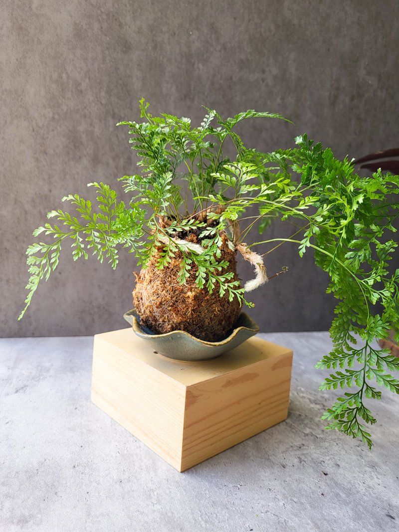 兔脚蕨苔球 - 植栽/盆栽 - 植物．花 金色