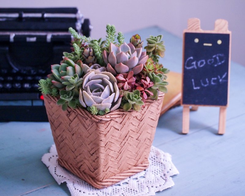 疗愈系列 |  雅致。多肉植物组盆 - 植栽/盆栽 - 水泥 