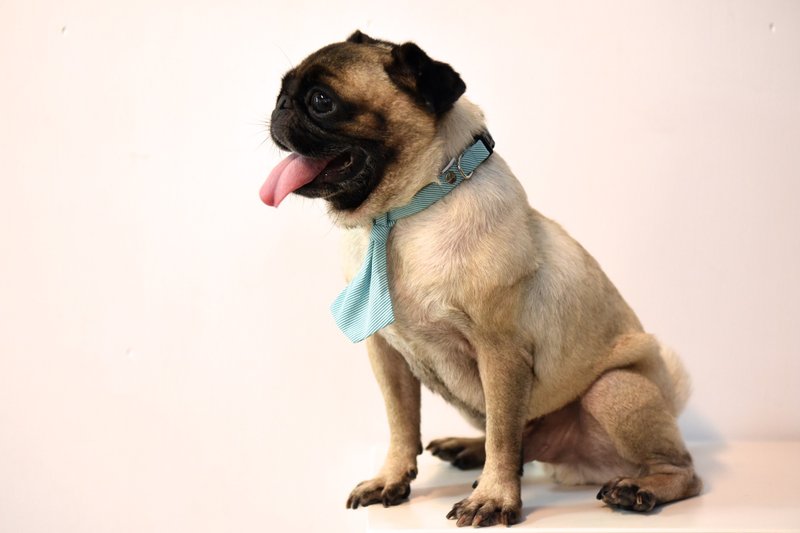 【ZAZAZOO】 S码格纹项圈牵绳套组-附2个配件 - 项圈/牵绳 - 聚酯纤维 多色