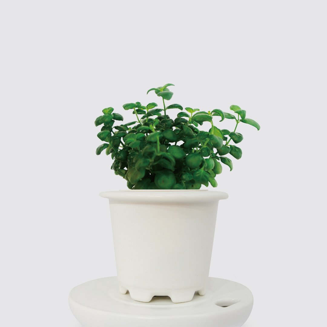 │ 窑瓷系列 │ 弹簧草 - 水耕植物 室内植物 懒人盆栽 - 植栽/盆栽 - 植物．花 