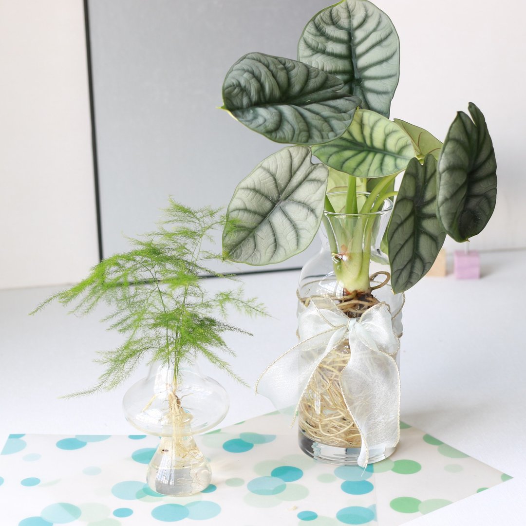 水培植栽│文竹 (新娘花)_室内植物 办公室盆栽 店内摆设 送礼 - 植栽/盆栽 - 玻璃 