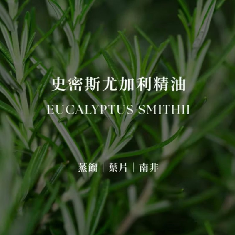 史密斯尤加利精油 | Eucalyptus Smithii Essential Oil | 净化 - 香薰/精油/线香 - 精油 