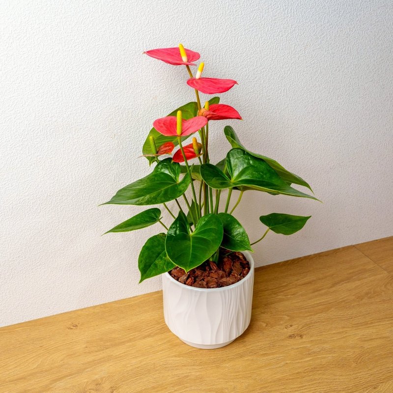 火鹤 流线白陶盆栽 开幕盆栽推荐 桌上盆栽 送礼 - 植栽/盆栽 - 植物．花 白色