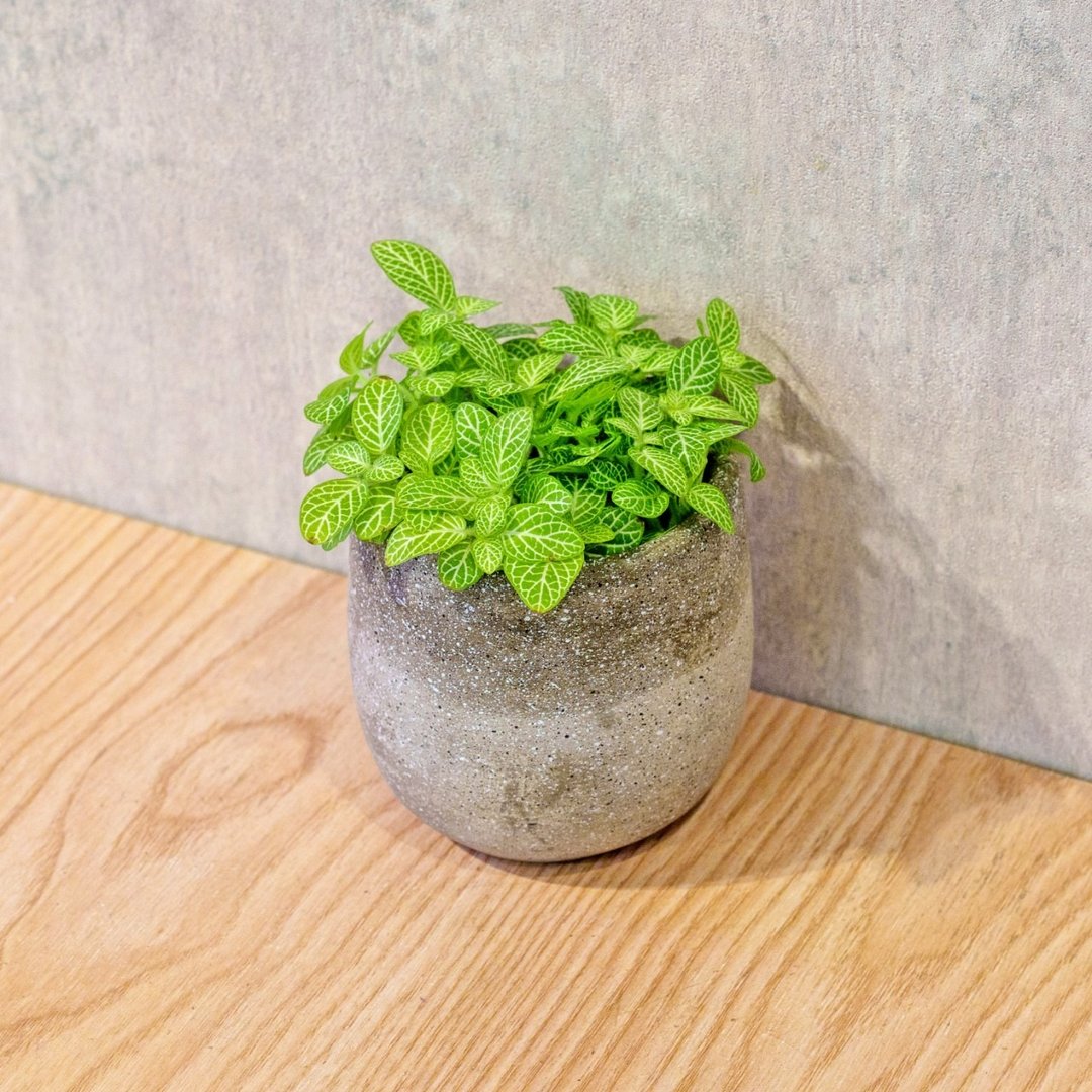 柠檬网纹草 桌上型水泥盆栽 观叶植物 礼物 盆栽 交换礼物 - 植栽/盆栽 - 植物．花 灰色