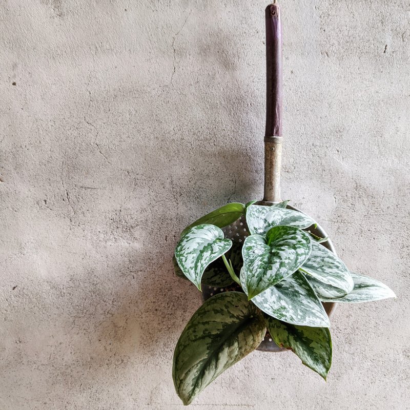 白云藤　大叶星点藤　铝制油捞　植物　植栽 - 植栽/盆栽 - 植物．花 多色