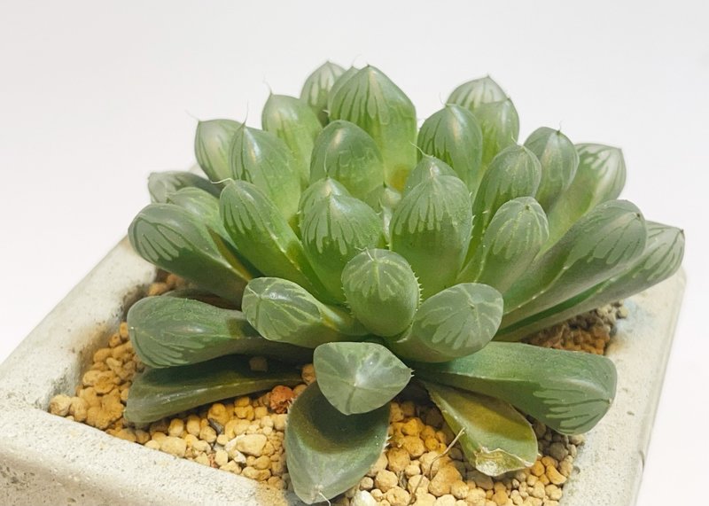 【野草不野-限时贩售】玉露 / 大方盆 - 植栽/盆栽 - 植物．花 绿色